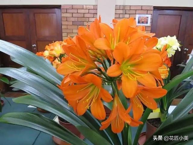 客厅养这12种绿植和8款花卉，颜值高，寿命长，还很好活易打理