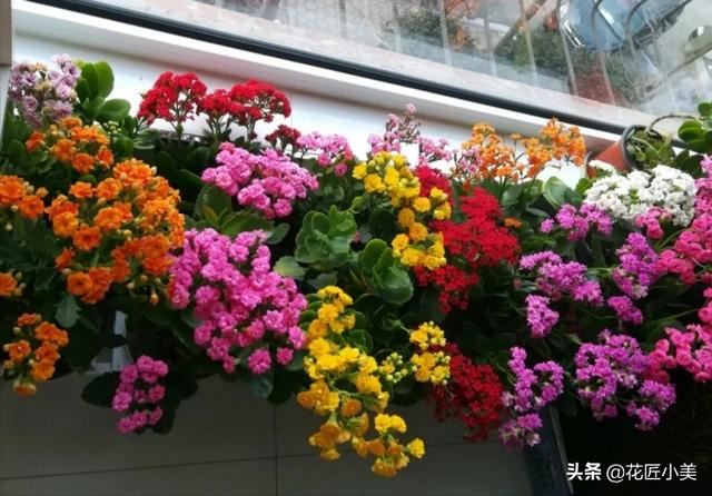 客厅养这12种绿植和8款花卉，颜值高，寿命长，还很好活易打理