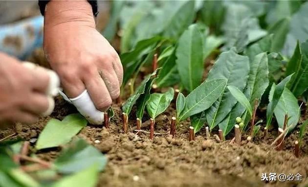 对苗木嫁接、扦插、定植后“假活”现象的解决方法
