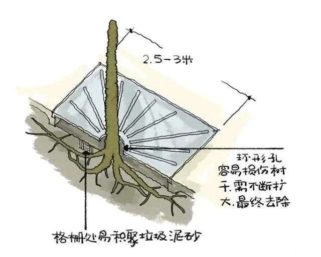种树无时，只要树不知？这才是苗木生长和移植的秘诀！