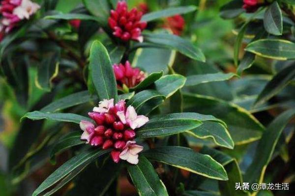 金边瑞香夏季养护困难，用上这几个小方法，度夏越冬也能很简单！