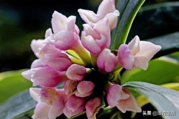 金边瑞香夏季养护困难，用上这几个小方法，度夏越冬也能很简单！
