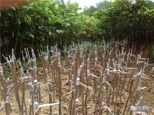 对苗木嫁接、扦插、定植后“假活”现象的解决方法