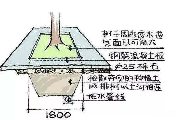 种树无时，只要树不知？这才是苗木生长和移植的秘诀！