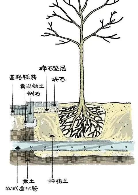 种树无时，只要树不知？这才是苗木生长和移植的秘诀！