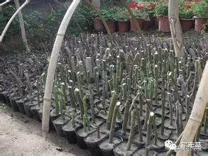 对苗木嫁接、扦插、定植后“假活”现象的解决方法