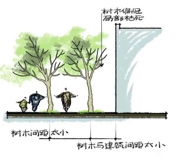 种树无时，只要树不知？这才是苗木生长和移植的秘诀！