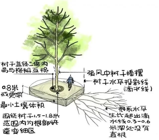 种树无时，只要树不知？这才是苗木生长和移植的秘诀！