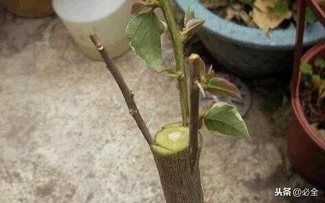 对苗木嫁接、扦插、定植后“假活”现象的解决方法