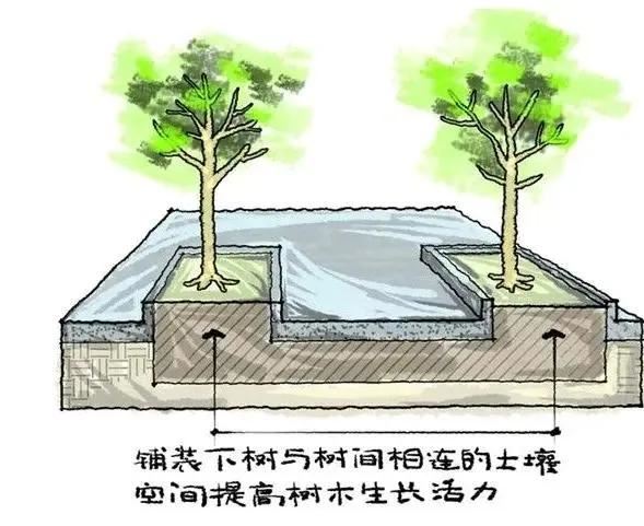 种树无时，只要树不知？这才是苗木生长和移植的秘诀！
