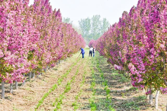 发展林下经济深加工延长产业链，通州永乐店种植园大作“花”样文章