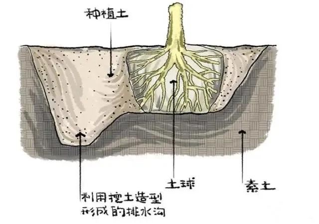 种树无时，只要树不知？这才是苗木生长和移植的秘诀！