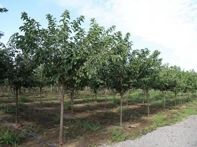苗木间距是关键，如何规划好苗木间距，实现苗圃转型升级？