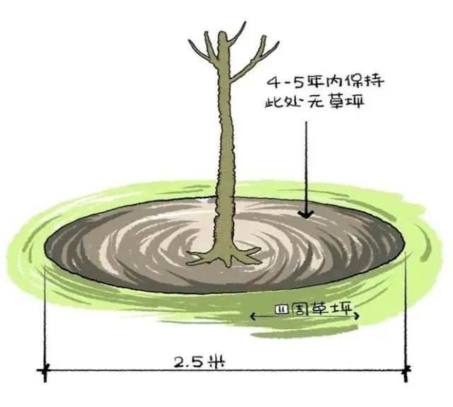 种树无时，只要树不知？这才是苗木生长和移植的秘诀！