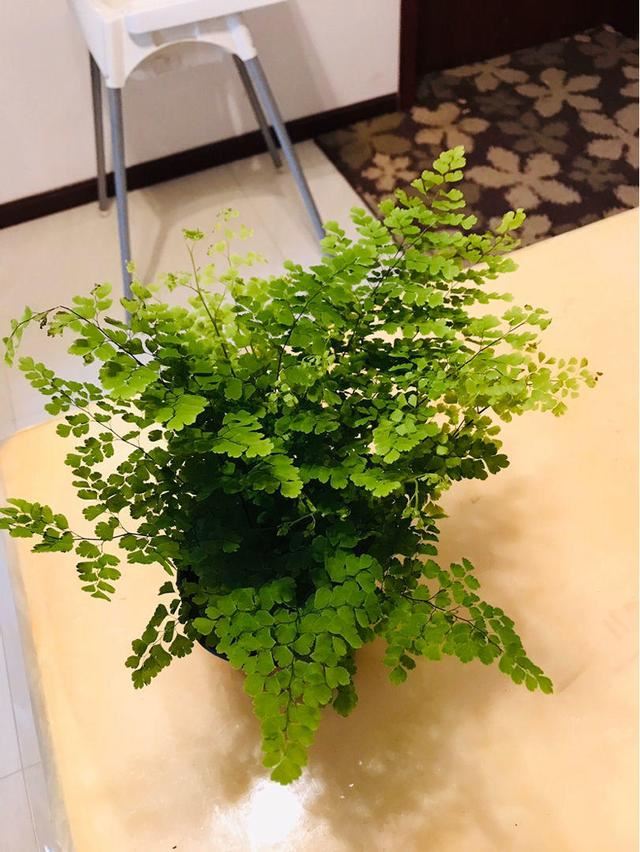 土里咋冒“毛毛虫”？凑近一看才知道，是蕨类植物偷偷发新芽！