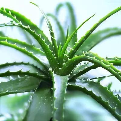 献给那些养花，却总是把花养死的人