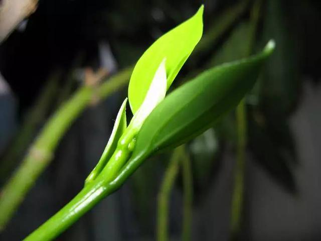献给那些养花，却总是把花养死的人