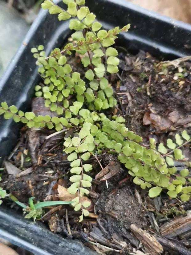 土里咋冒“毛毛虫”？凑近一看才知道，是蕨类植物偷偷发新芽！
