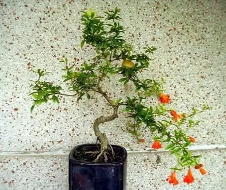 献给那些养花，却总是把花养死的人