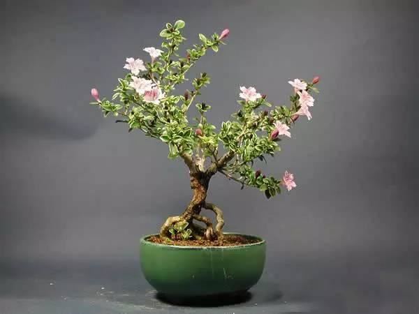 献给那些养花，却总是把花养死的人