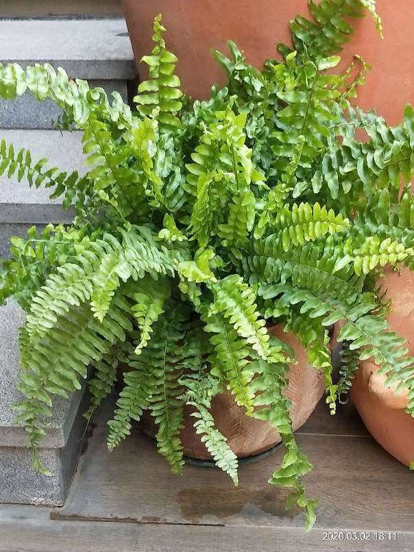 土里咋冒“毛毛虫”？凑近一看才知道，是蕨类植物偷偷发新芽！