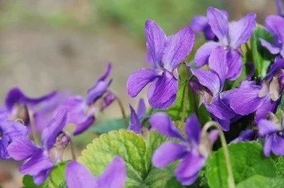 紫罗兰花量较少？播种繁殖打好基础，花量翻倍、花色鲜艳