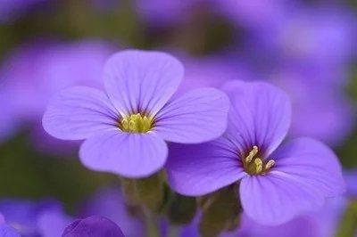 紫罗兰花量较少？播种繁殖打好基础，花量翻倍、花色鲜艳