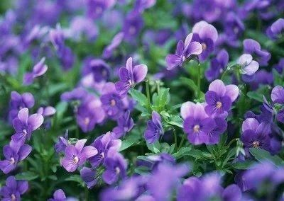 紫罗兰花量较少？播种繁殖打好基础，花量翻倍、花色鲜艳