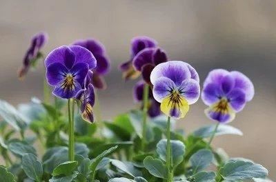 紫罗兰花量较少？播种繁殖打好基础，花量翻倍、花色鲜艳