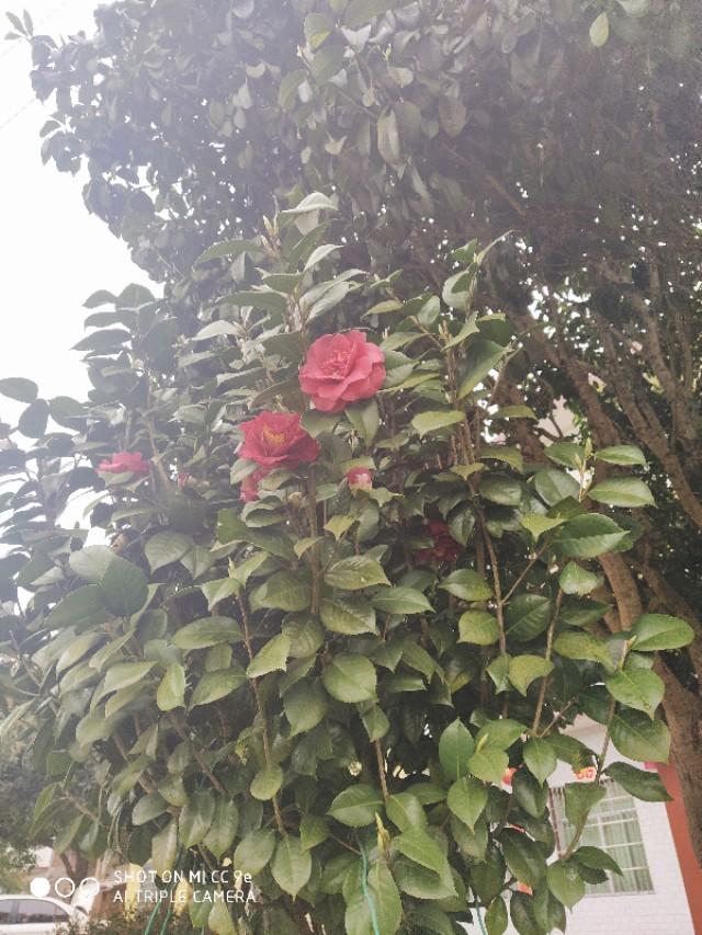 山茶花繁殖系列之一：使用枝条扦插的方式，打造自己的花园