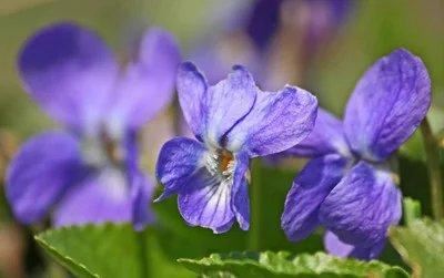 紫罗兰花量较少？播种繁殖打好基础，花量翻倍、花色鲜艳