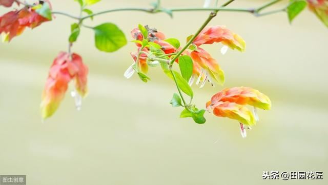 虾衣花，四季可开花，养殖和繁殖却并不简单，需要注意这些要点！