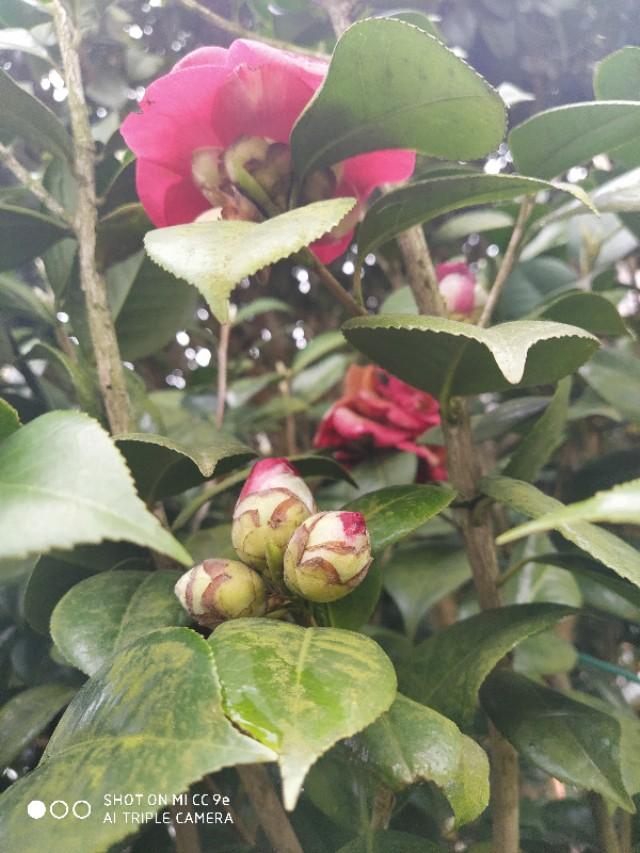 山茶花繁殖系列之一：使用枝条扦插的方式，打造自己的花园