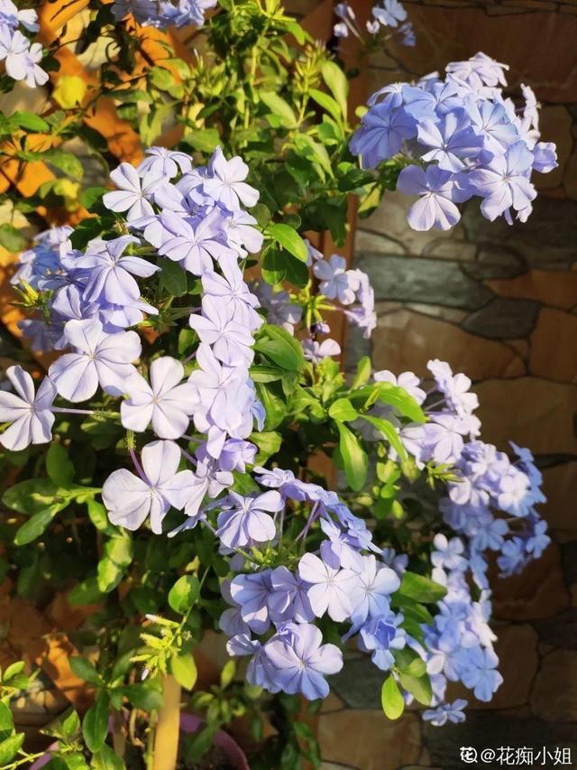 天一热就养它，使劲晒，开花更漂亮