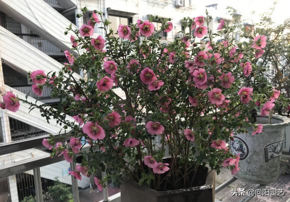 棒棒糖小木槿，随手“剪一剪”，爆开成花球，邻居都看呆了
