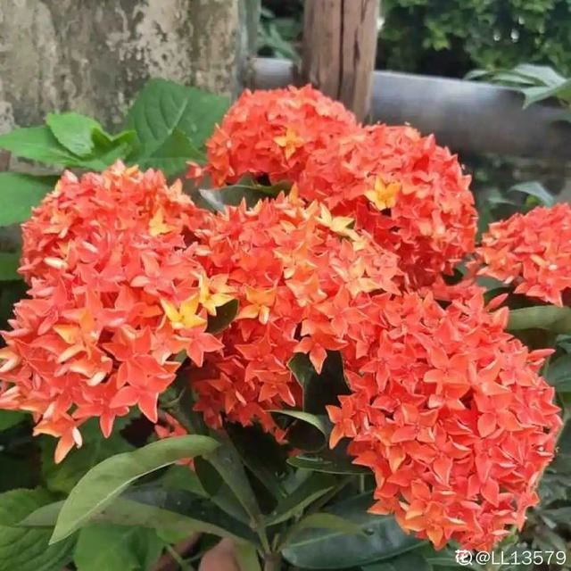 天一热就养它，使劲晒，开花更漂亮