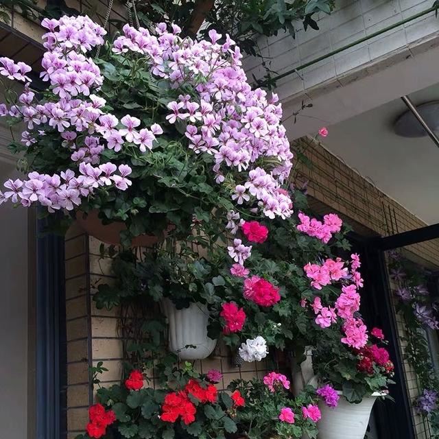 3种普通花，开花很狂野，最适合养阳台上，四季观花海