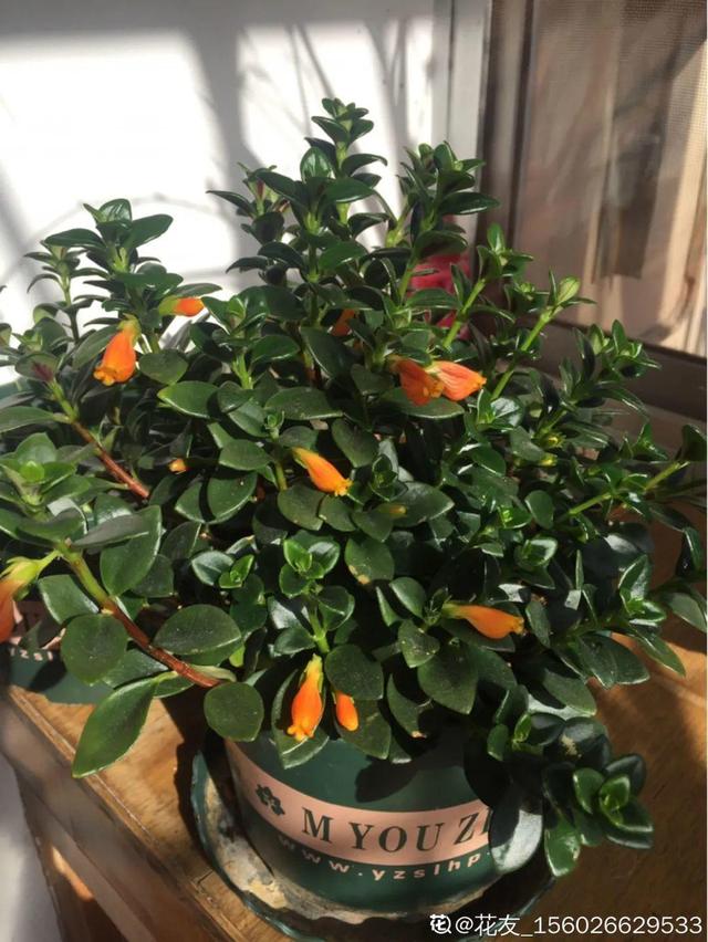 春天养花就选玛格丽特，花期长、花量大，爆满小阳台！