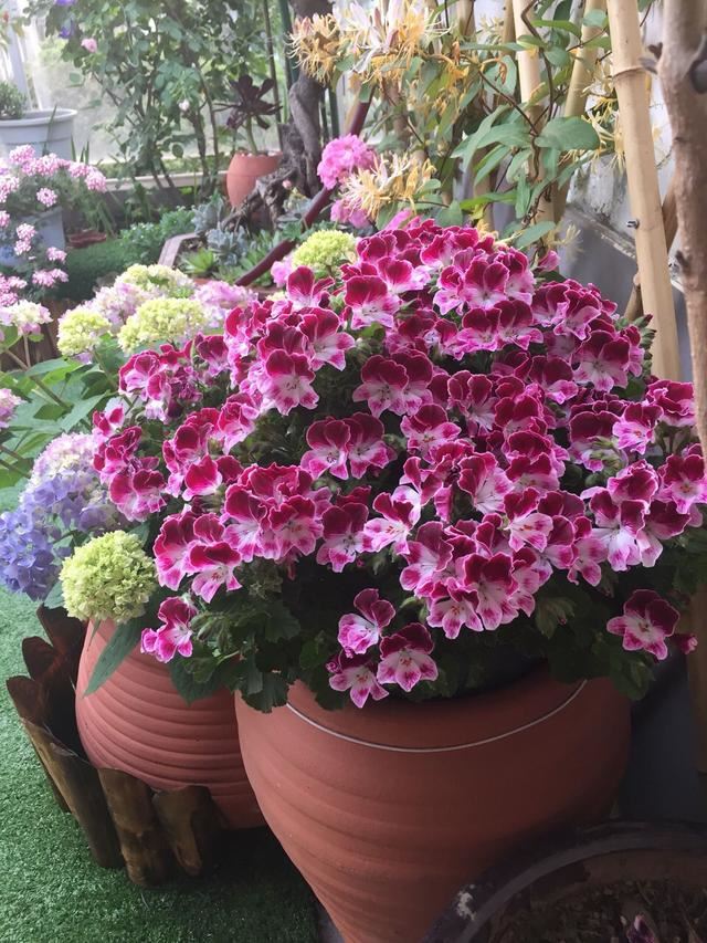 3种普通花，开花很狂野，最适合养阳台上，四季观花海