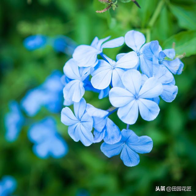 蓝雪花、叶片黄花量少？这样养护，植株翠绿，轻松一片淡蓝色花海
