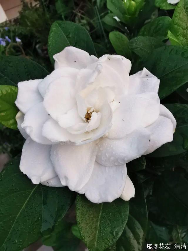 天一热就养它，使劲晒，开花更漂亮