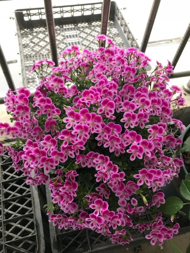 3种普通花，开花很狂野，最适合养阳台上，四季观花海