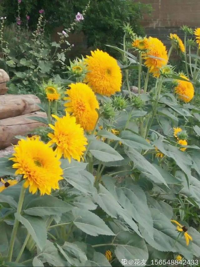 天一热就养它，使劲晒，开花更漂亮