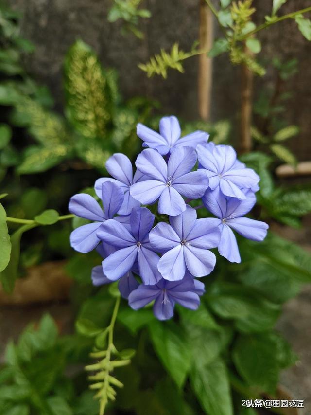 蓝雪花、叶片黄花量少？这样养护，植株翠绿，轻松一片淡蓝色花海
