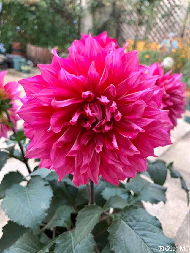 天一热就养它，使劲晒，开花更漂亮