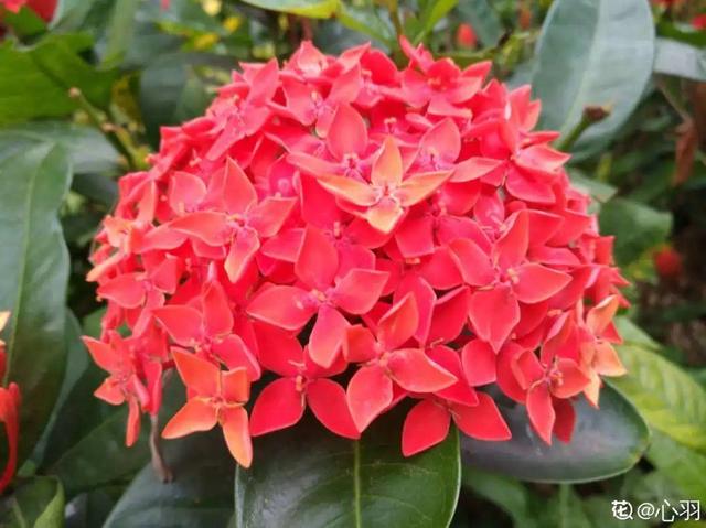 天一热就养它，使劲晒，开花更漂亮