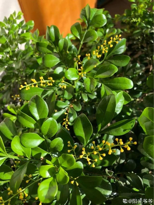 天一热就养它，使劲晒，开花更漂亮
