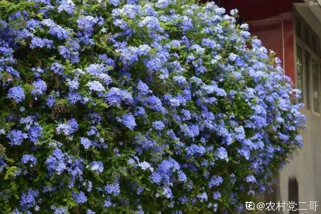 天一热就养它，使劲晒，开花更漂亮