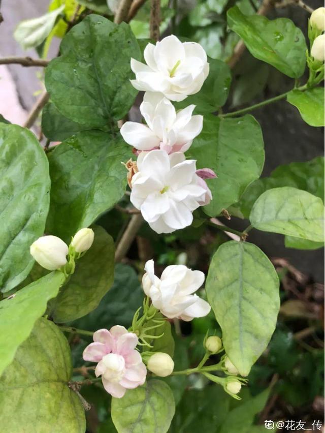 天一热就养它，使劲晒，开花更漂亮