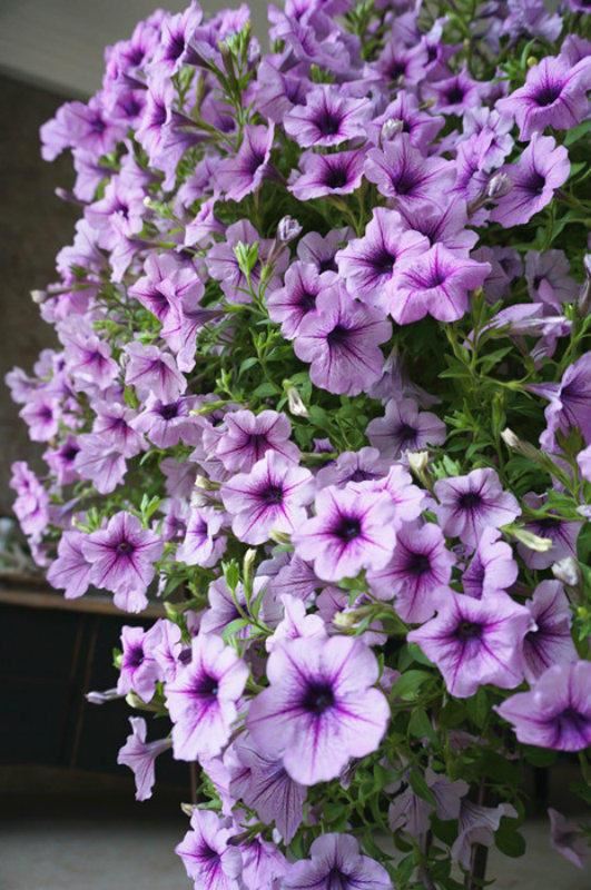 3种普通花，开花很狂野，最适合养阳台上，四季观花海